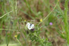 Zegris eupheme