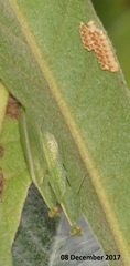 Negromantis gracillima