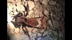 Uliodon albopunctatus