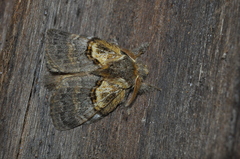 Euglyphis geroides
