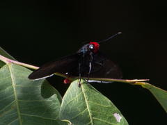 Pyrrhopyge