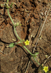 Cucumis zeyheri image