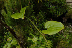 Smilax azorica