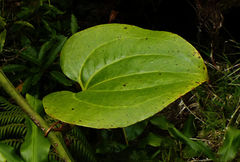 Smilax azorica