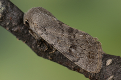 Orthosia populeti