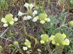 Castilleja rubicundula