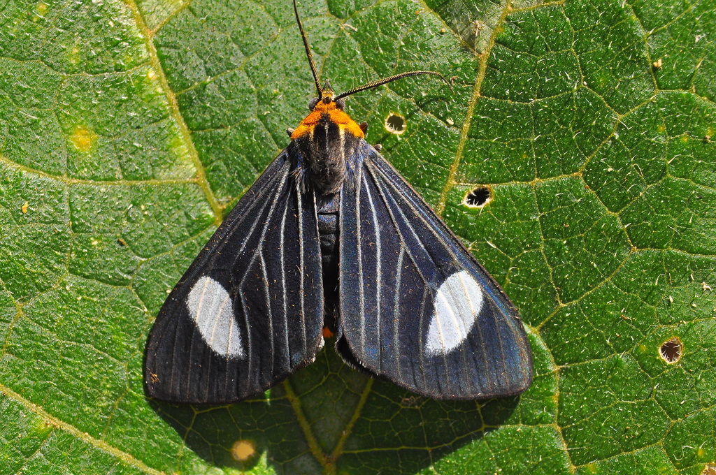 Calodesma collaris