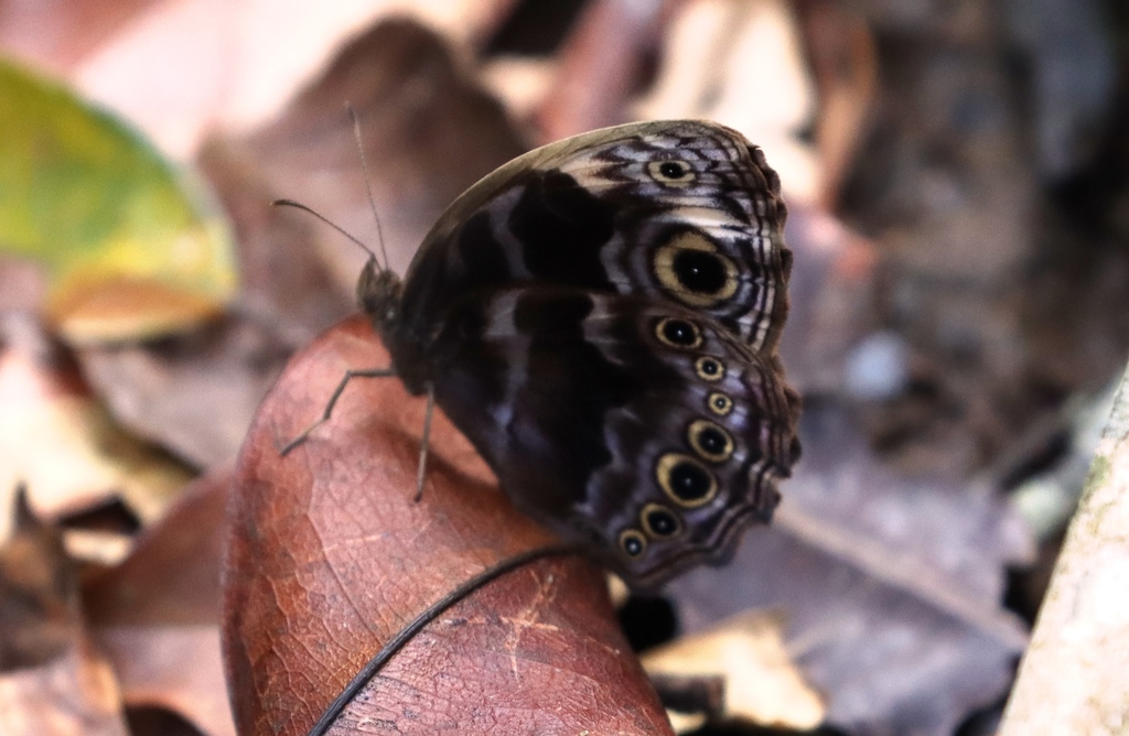 Western Scalloped Bush Brown