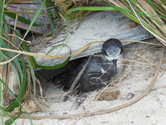 Pterodroma hypoleuca