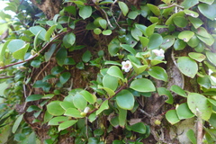 Codonanthopsis