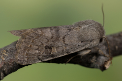 Orthosia populeti