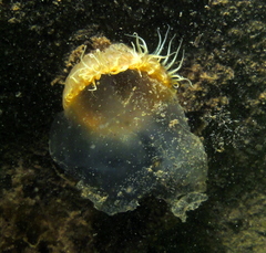 Sagartiogeton undatus