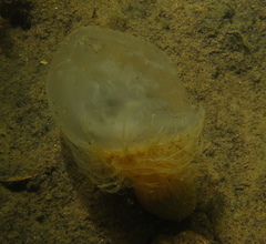 Sagartiogeton undatus