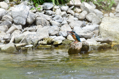Alcedo atthis