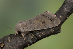 Orthosia populeti
