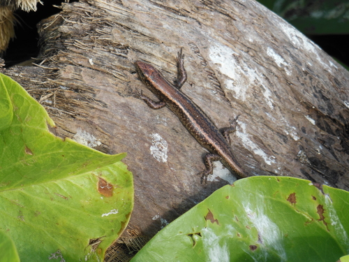 Cryptoblepharus poecilopleurus observed 2013-03-29