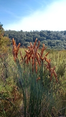 Elegia thyrsoidea