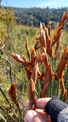 Elegia thyrsoidea