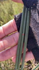 Elegia thyrsoidea