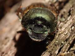 Onthophagus vacca