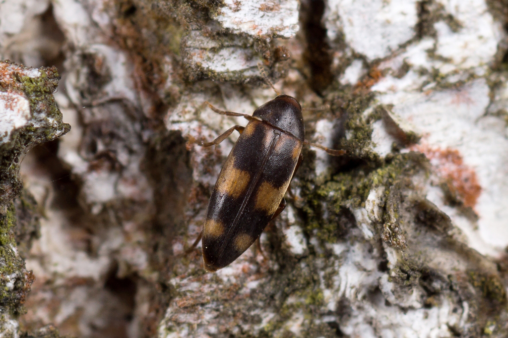 Orchesia fasciata
