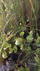 Centella eriantha