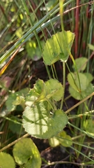 Centella eriantha