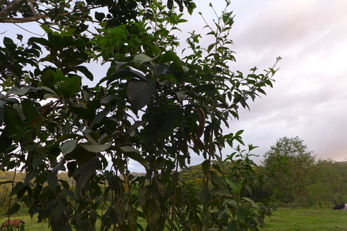 Inga spectabilis - Whole tree