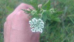 Cnidium monnieri