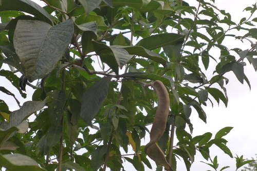 Inga spectabilis - Leaves