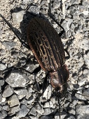 Carabus maeander