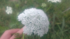Cnidium monnieri