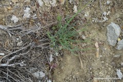 Launaea fragilis
