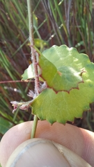 Centella eriantha