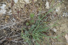 Launaea fragilis