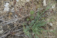 Launaea fragilis