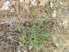 Launaea fragilis