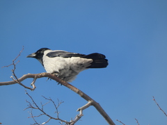 Corvus cornix