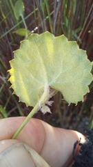Centella eriantha