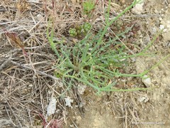 Launaea fragilis