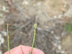 Launaea fragilis