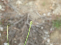 Launaea fragilis