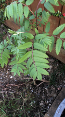 Sorbus aucuparia