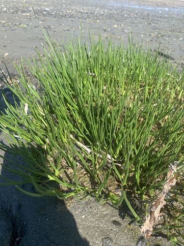 Arrow-grass foliage