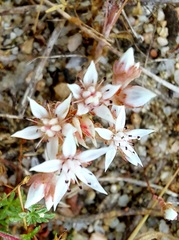 Sedum anglicum