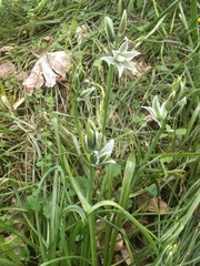 Ornithogalum boucheanum