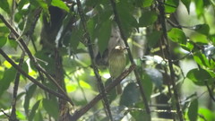 Lophotriccus galeatus