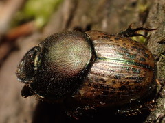 Onthophagus vacca