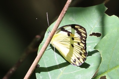 Belenois calypso