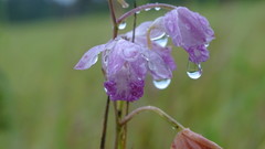 Galeandra styllomisantha